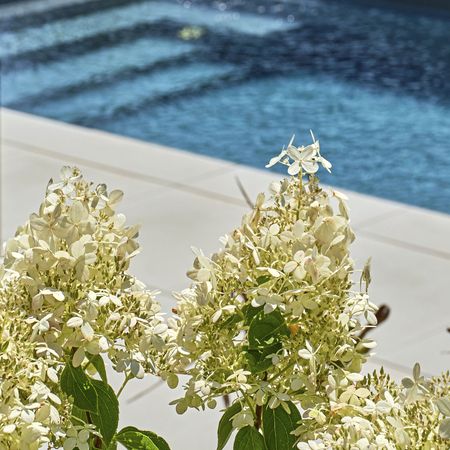 Blumen mit dem Pool im Hintergrund